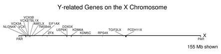 Y related genes on the X chromosome