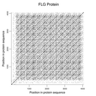 FLG protein
