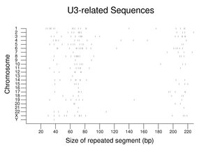 U3 related sequences