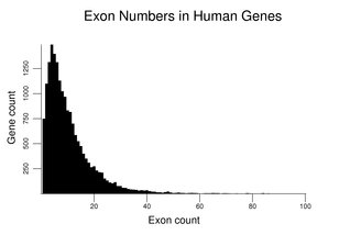 Exon Numbers in Human Genes