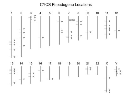 CYCS pseudogene locations